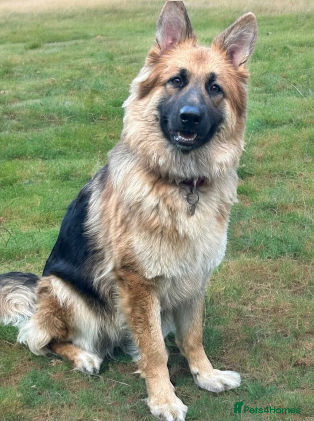German Shepherd dogs for sale: Pedigree long haired German Shepherd puppies in Chester-le-Street - Advert 2