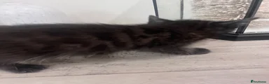 Bengal 2