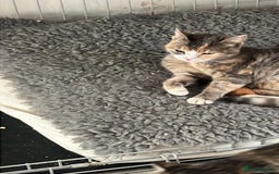 Mixed Breed cats for sale: Beautiful kittens  - Image 5