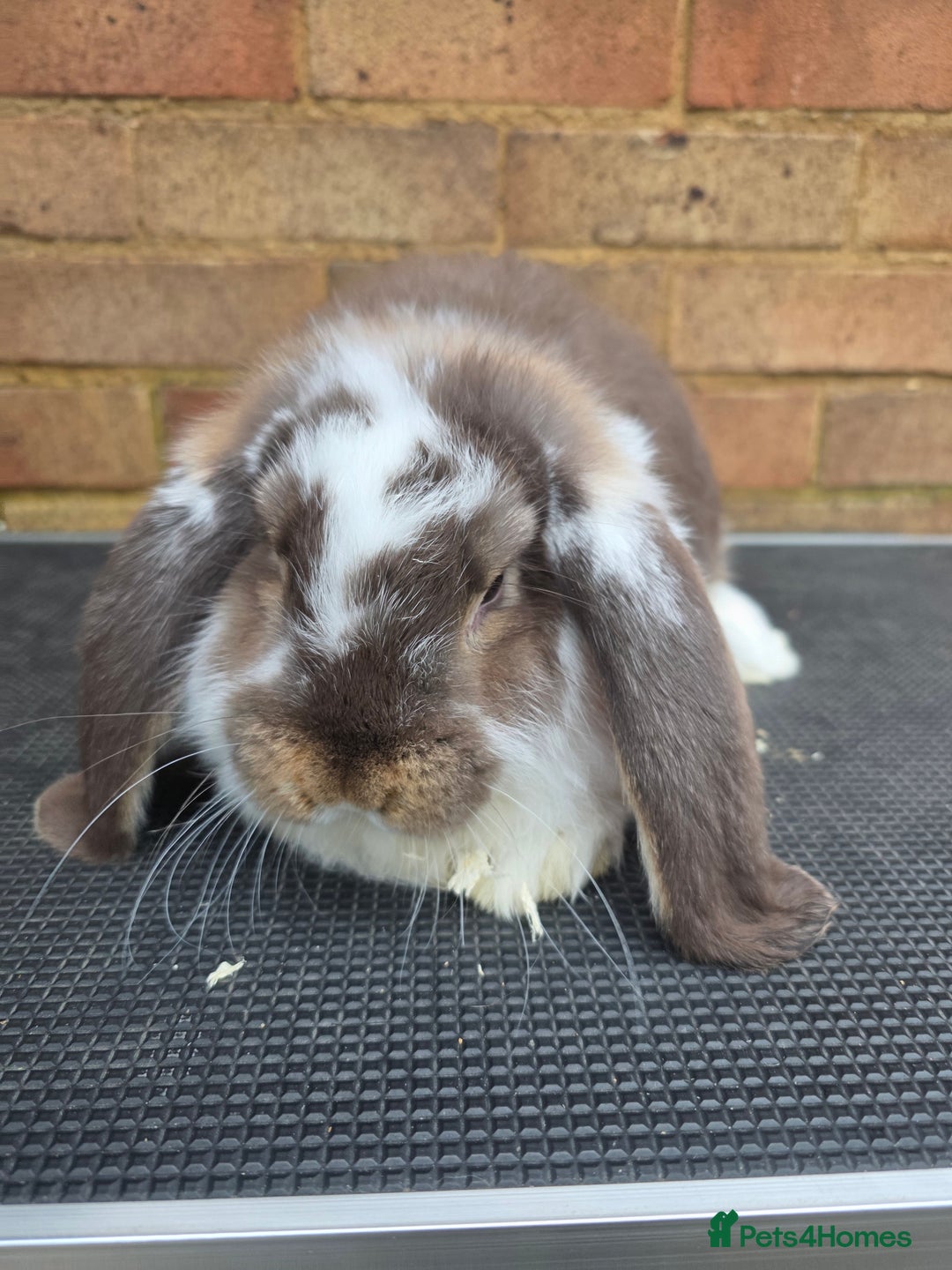 French Lop rabbits for sale: Pure bred French Lops - Advert 1
