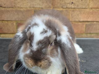 French Lop rabbits Pure bred French Lops - Advert 11