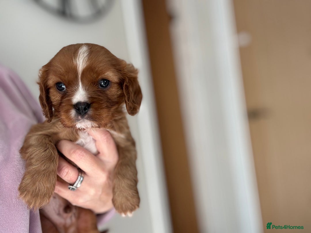 Cavalier King Charles Spaniel dogs for sale: KC reg 🍫parents/Eyes/heart&health certs - Image 8