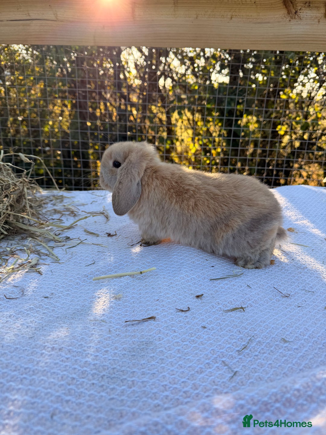 Mini Lop rabbits for sale: Mini Lop bunnies  - Advert 15
