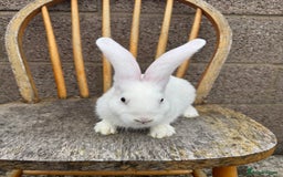 Continental Giant rabbits for sale: Pure breed continental giant female  - Image 12