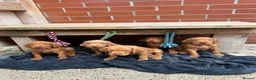 Hungarian Vizsla dogs for sale: Wire haired Hungarian Vizsla pups - Advert 2