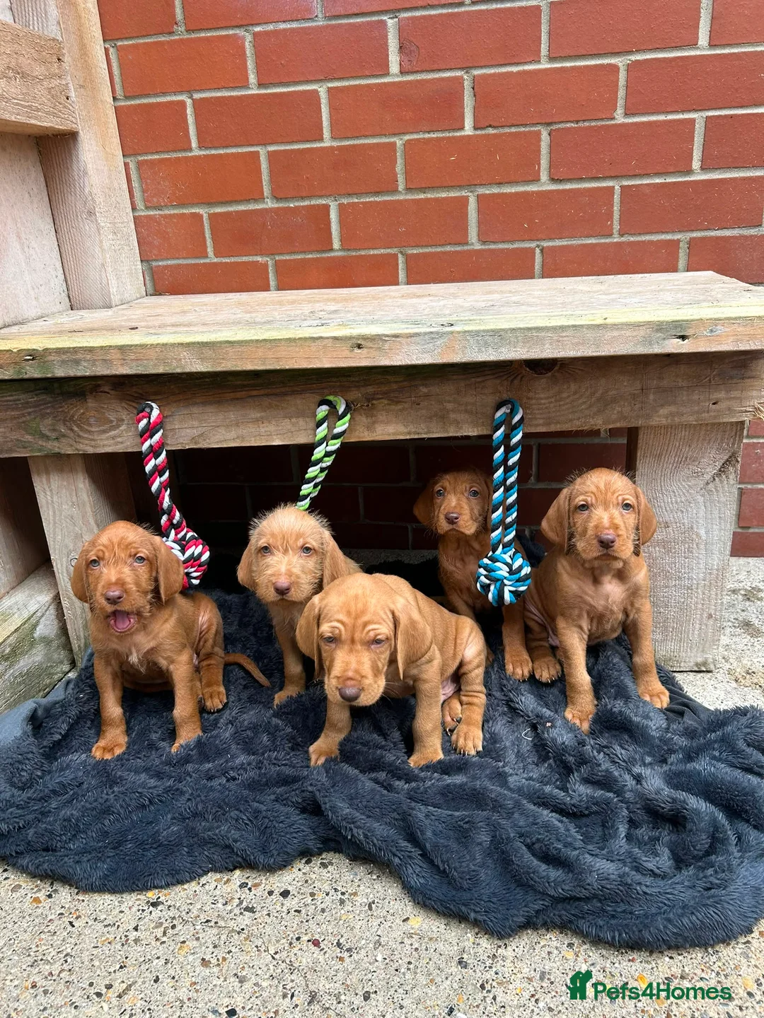 Hungarian Vizsla dogs for sale: Wire haired Hungarian Vizsla pups - Advert 2
