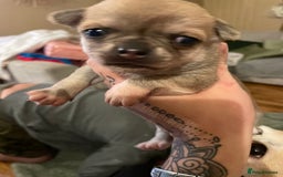 Chihuahua dogs for sale: Brother and sister Chihuahua - Advert 20