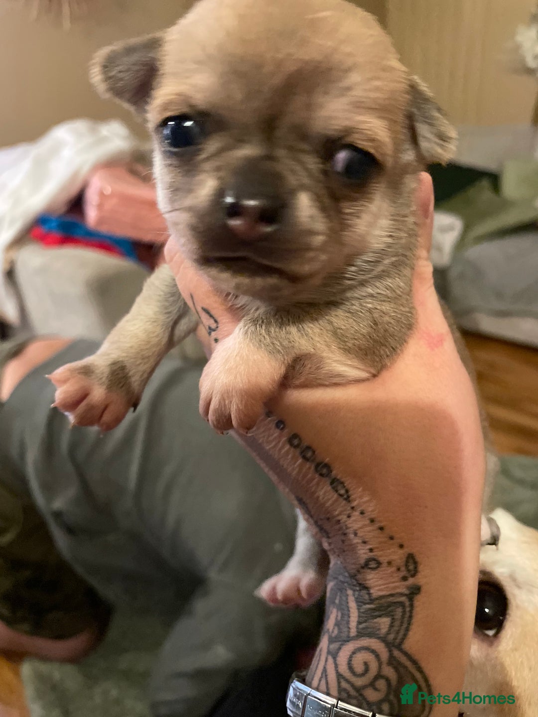 Chihuahua dogs for sale: Brother and sister Chihuahua - Advert 20