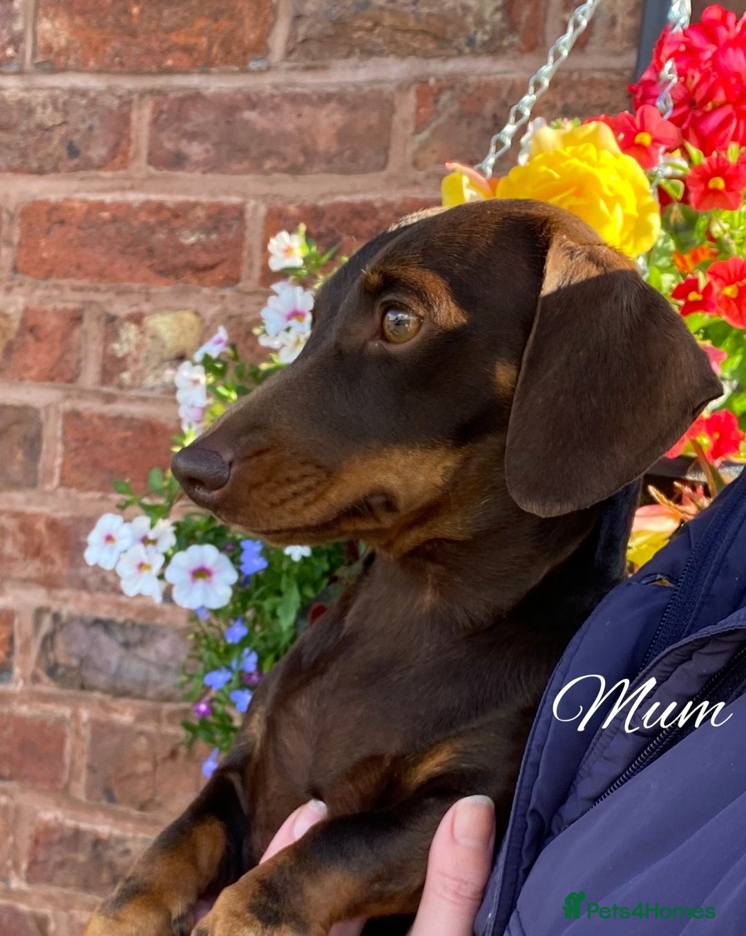 Miniature Dachshund dogs for sale: Stunning Smooth coat mini dashy girl available - Advert 9