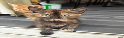 Mixed Breed cats for sale: Adorable Kittens Looking for Loving Homes!  - Advert 12