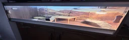 Bearded Dragon reptiles for sale: Zero leatherback bearded dragon and set up in Blaenau Ffestiniog - Advert 15