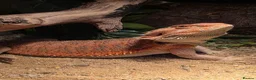 Bearded Dragon reptiles for sale: Healthy Happy Male Bearded Dragon with setup - Advert 1