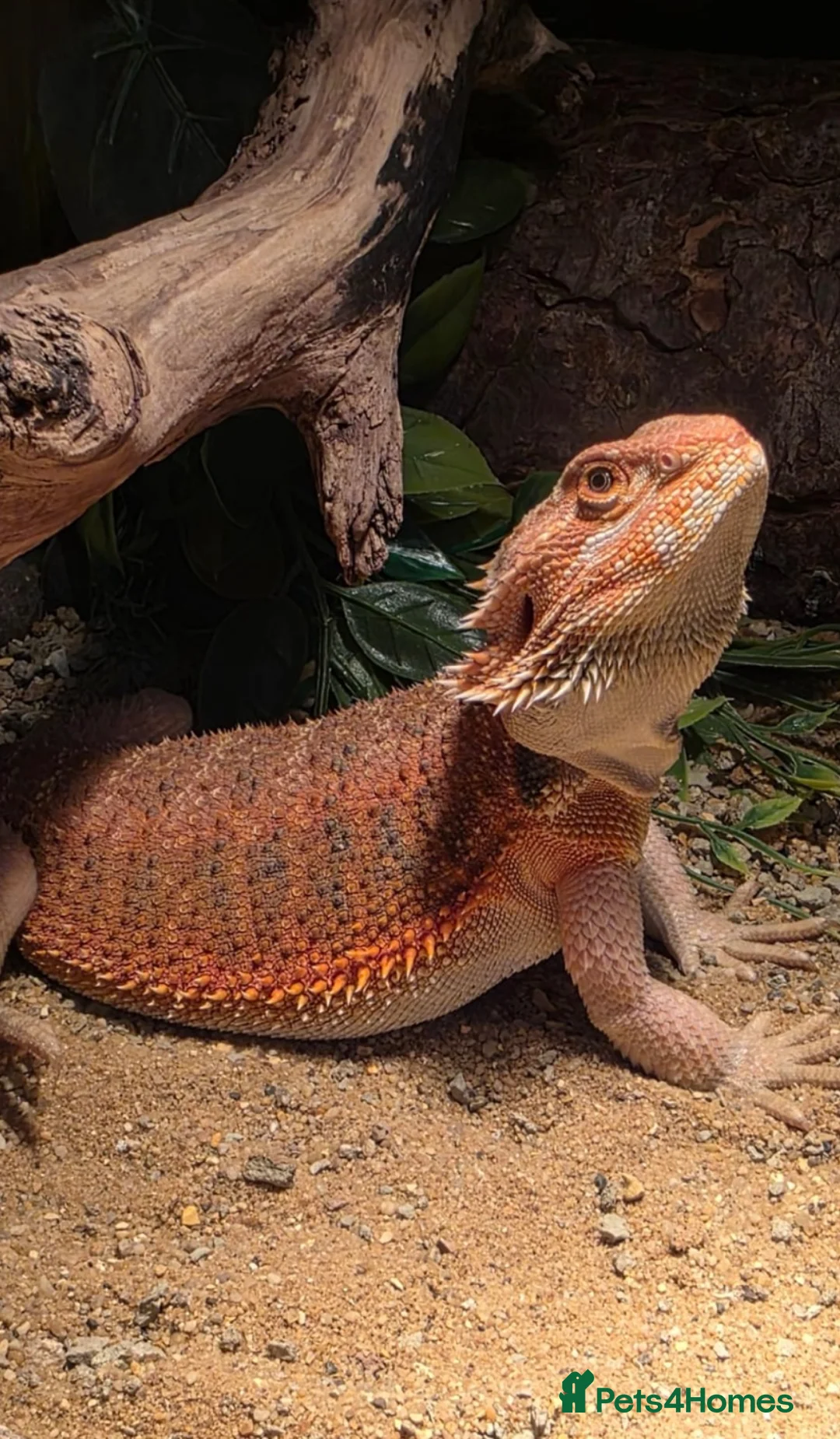 Bearded Dragon reptiles for sale: Healthy Happy Male Bearded Dragon with setup - Advert 1