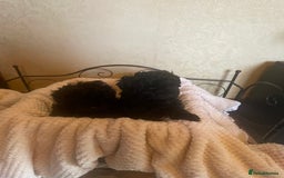 Mixed Breed dogs for sale: Hungarian puli cross miniature poodle puppies - Image 11