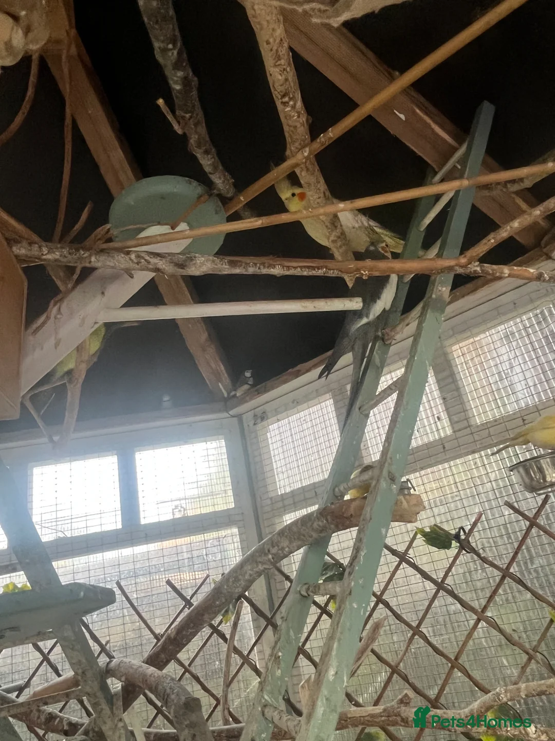 Budgerigars birds for sale: Outdoor Aviary Birds - Advert 2