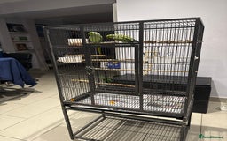 Ringnecks birds for sale: Lovely Ringneck Parrots with Cage  - Image 8