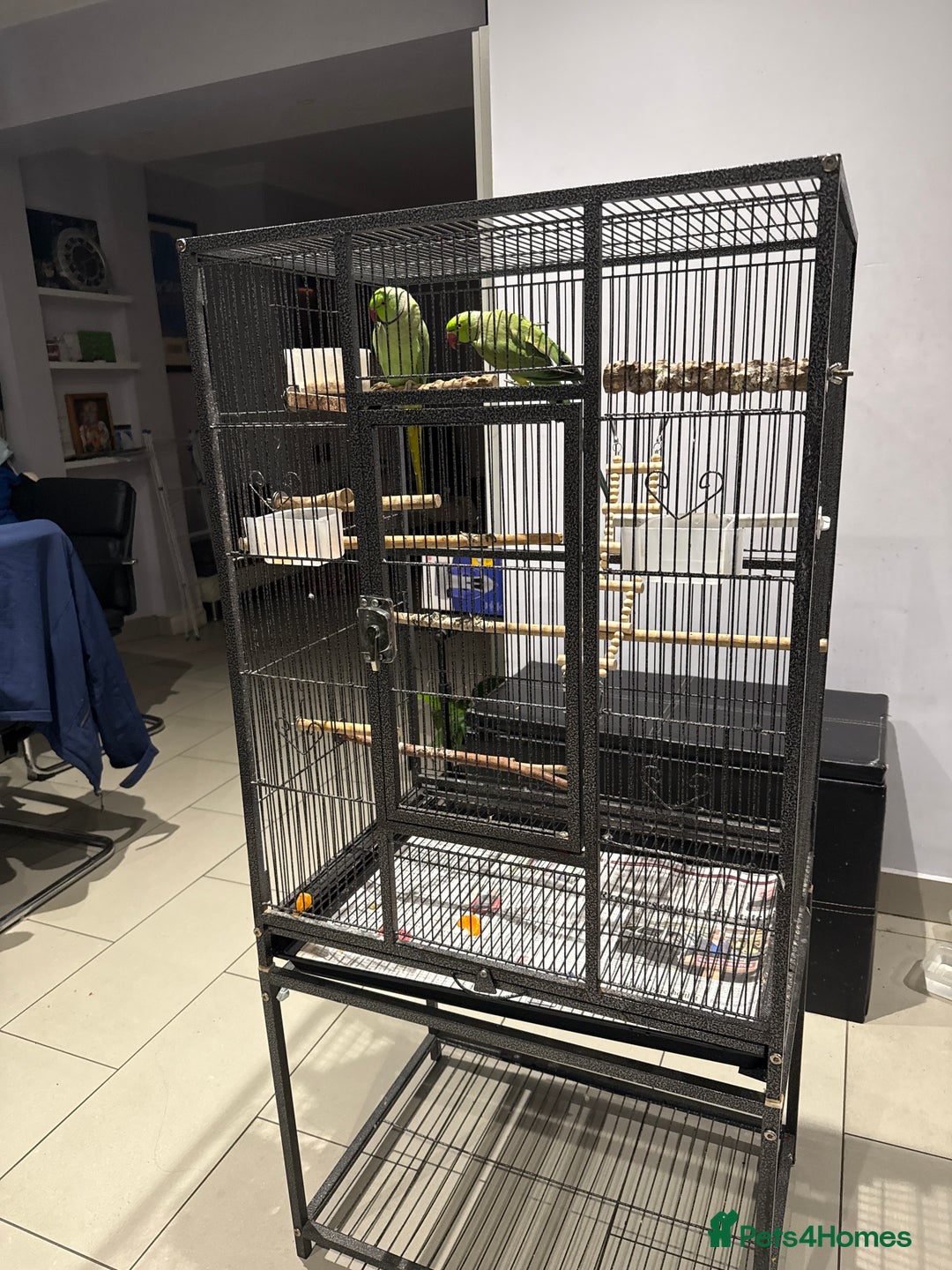 Ringnecks birds for sale: Lovely Ringneck Parrots with Cage  - Image 8