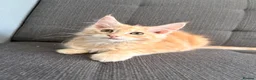 Maine Coon cats for sale: Sweet teddy bears. 🧸 🐈‍⬛ - Advert 9