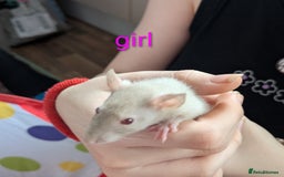 Rat rodents for sale: Dumbo rats - Image 6