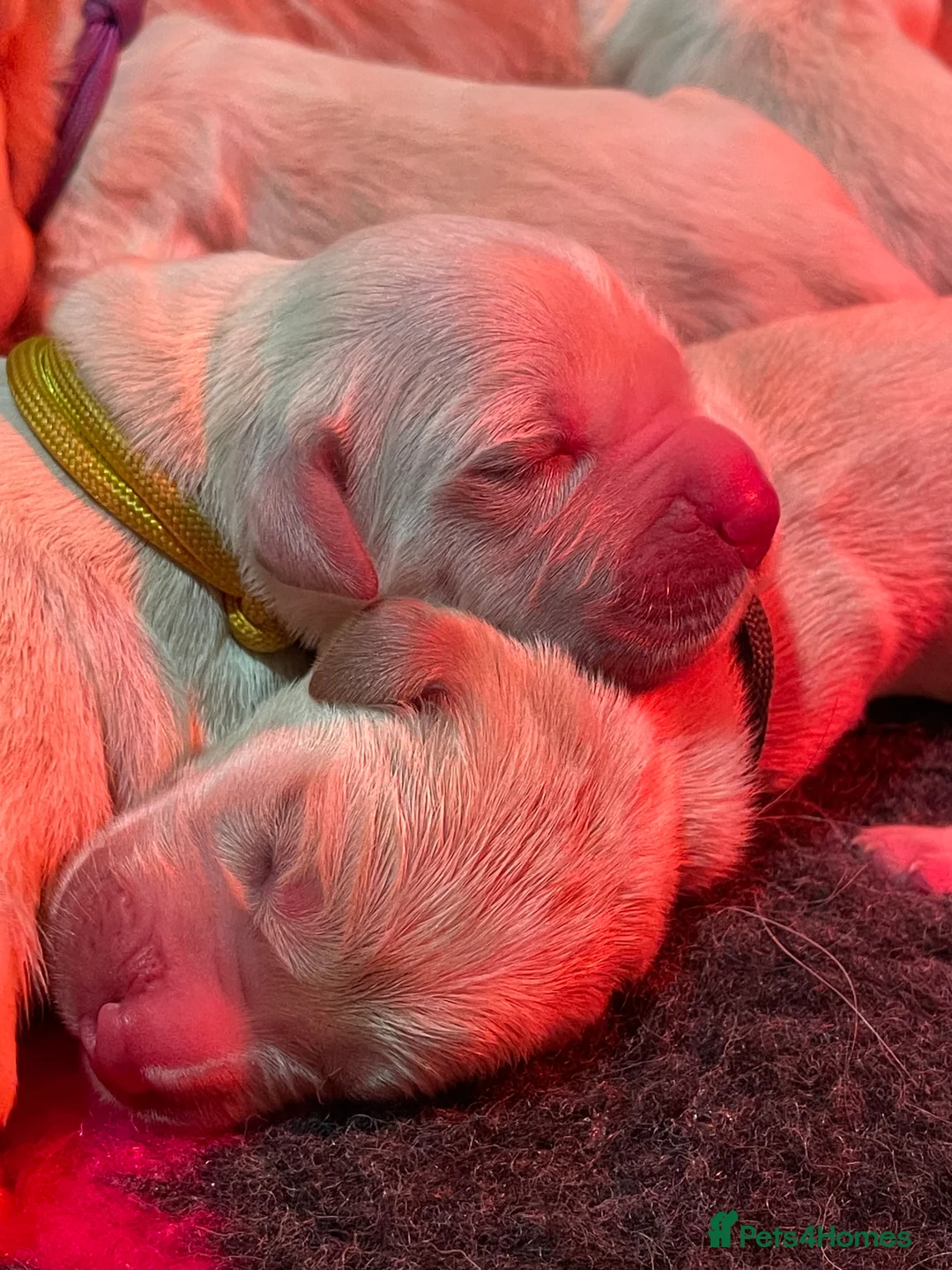 Golden Retriever dogs for sale: Beautiful Golden retriever pups - Advert 3