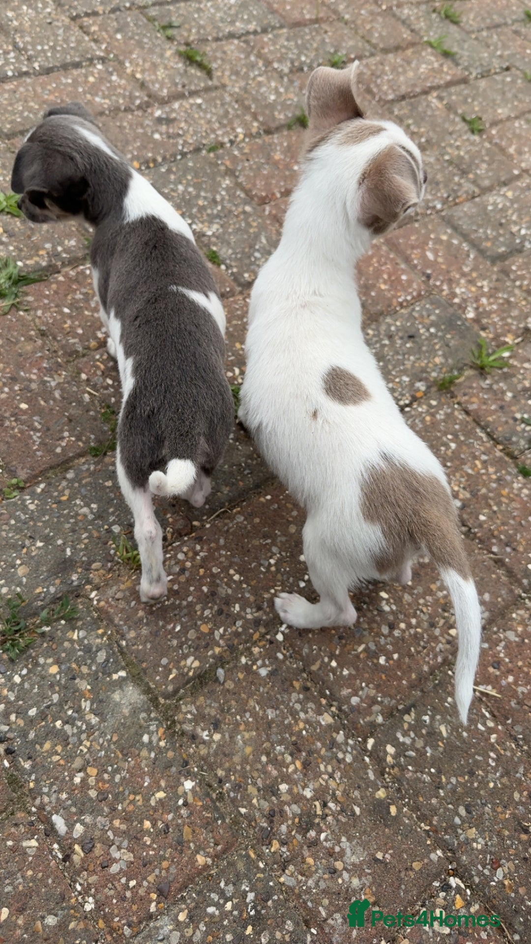 Chihuahua dogs for sale: Gorgeous chihuahua puppies ready to leave  - Image 4