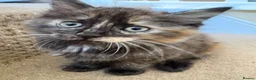 Mixed Breed cats for sale: Beautiful Fluffy Tortoiseshell Female Kitten - Advert 6
