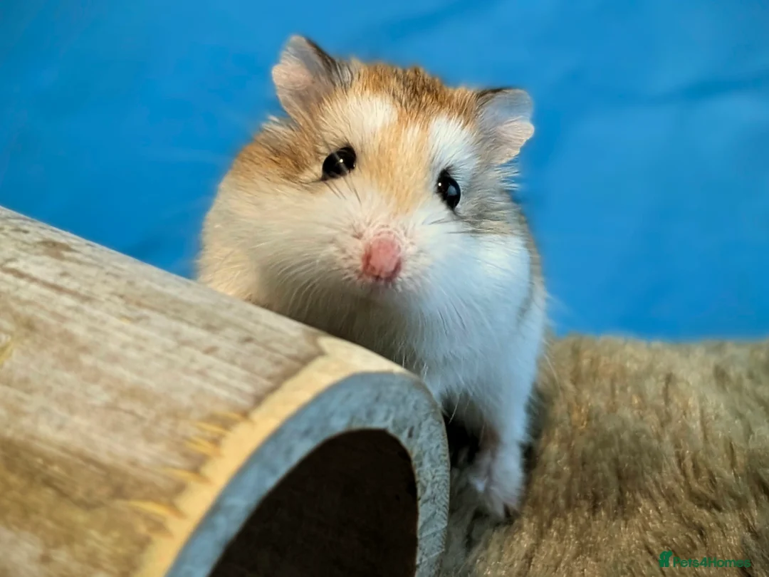 Hamster rodents for sale: Hundred Acre Hamster Rescue  - Advert 1