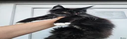 Maine Coon cats for sale: Beautiful Maine Coon Kittens - Advert 6