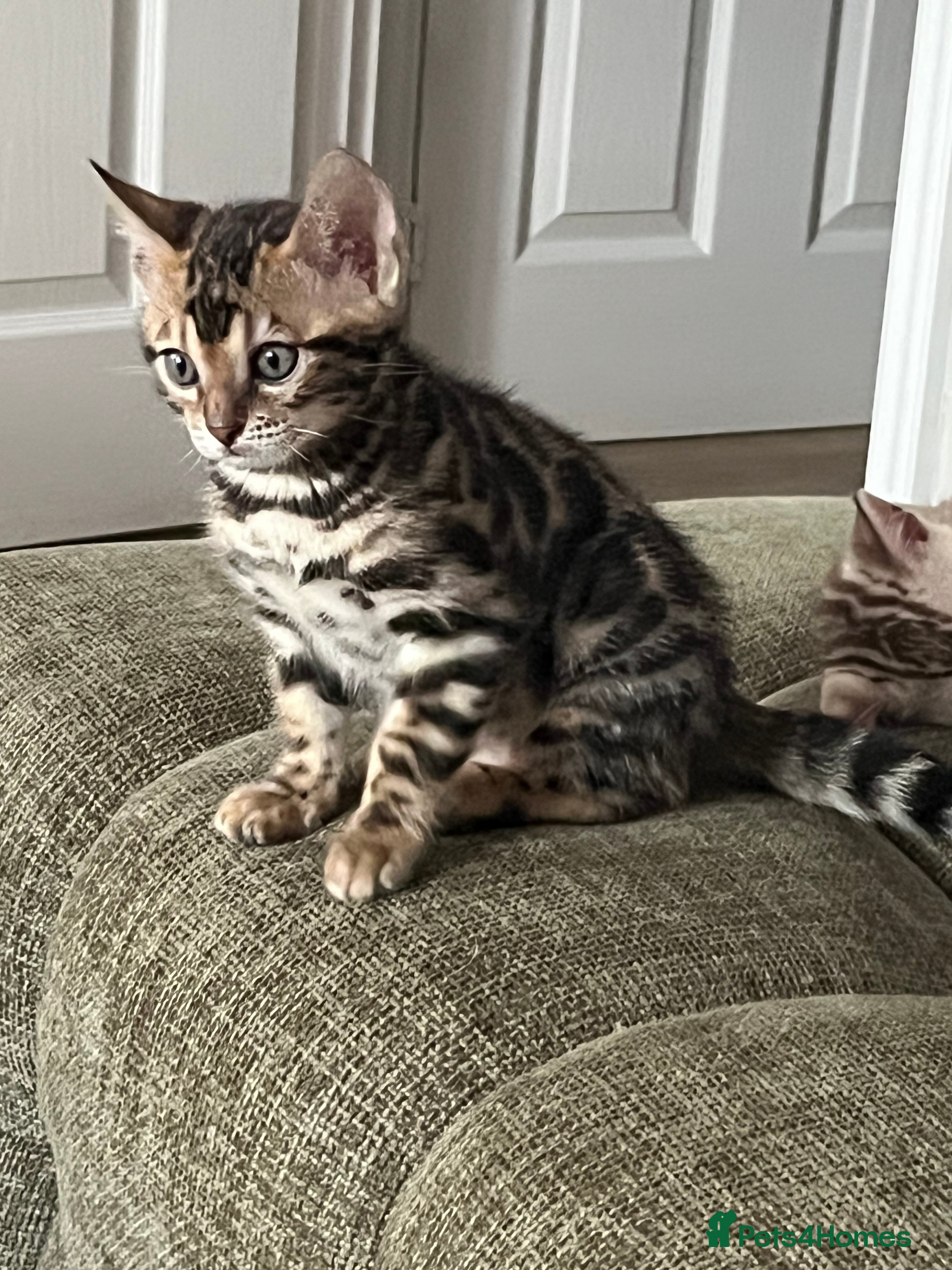 Bengal cats Stunning Bengal boy  - Advert 11