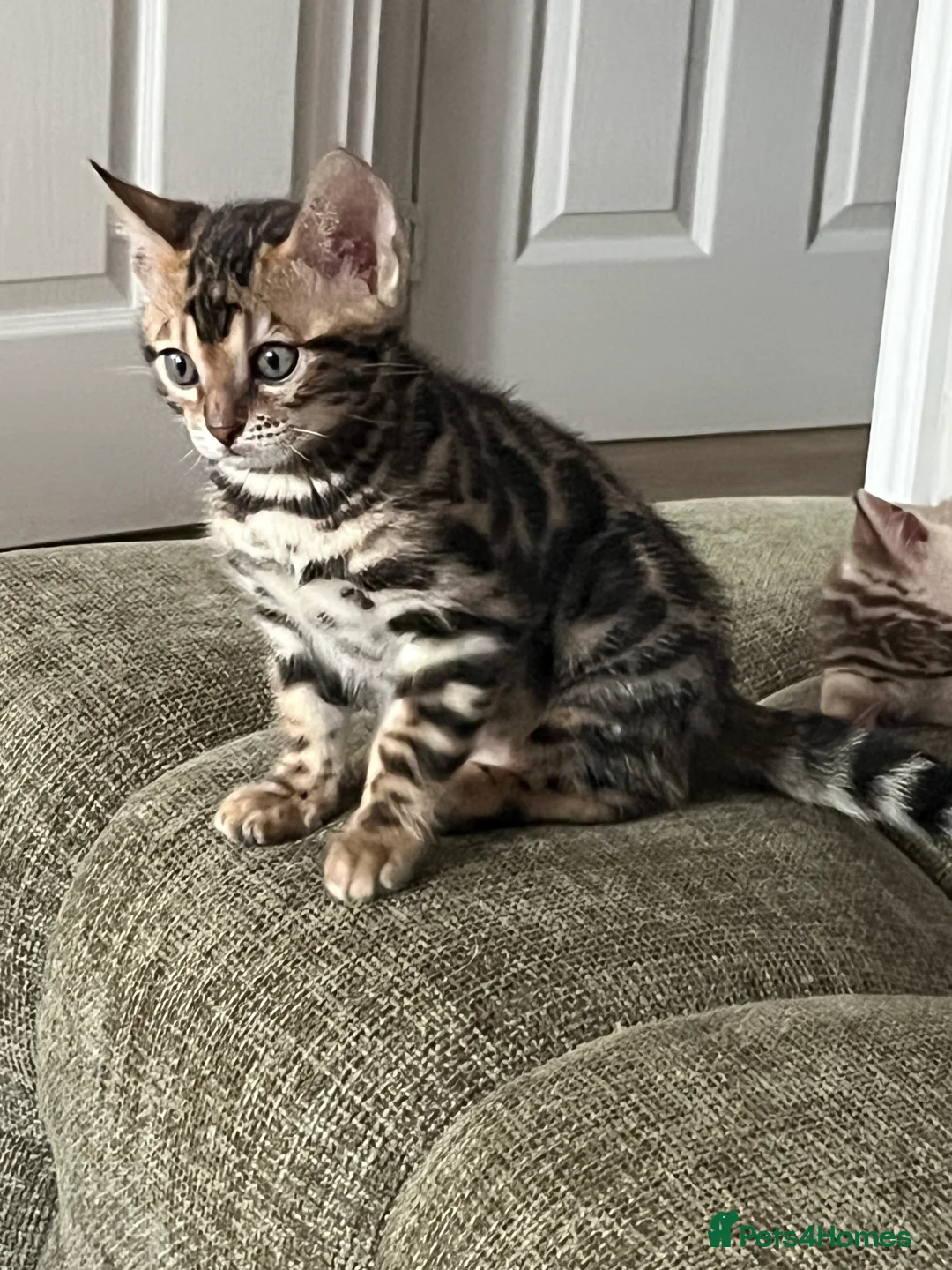 Bengal cats for sale: Stunning Bengal boy  - Advert 1
