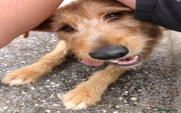 Mixed Breed dogs for adoption: Patsy in Wellingborough - Image 5