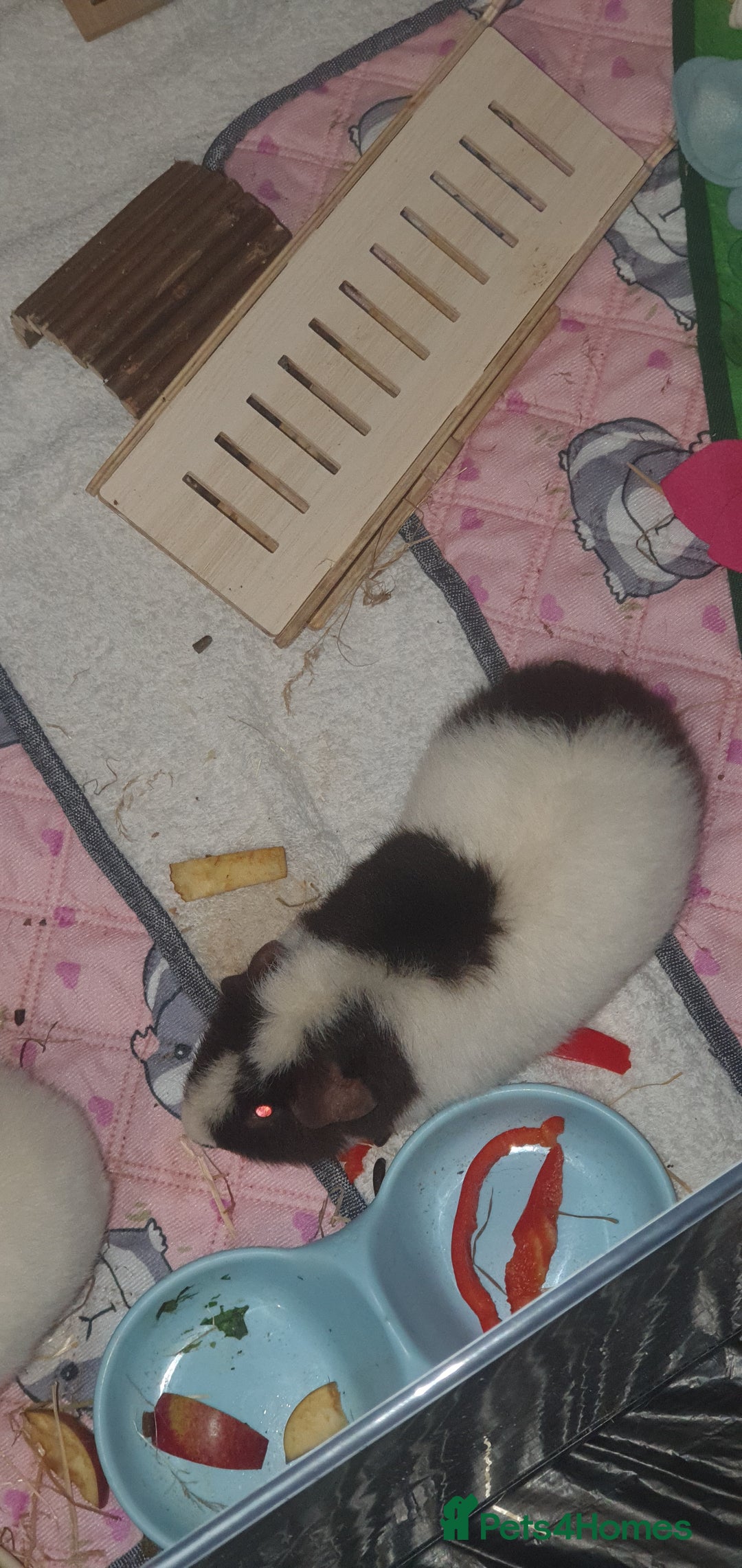 Guinea Pig rodents for sale: 2 friendly female teddy guinea pigs  - Image 2