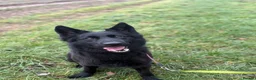 German Shepherd dogs for sale: Meet chilli  - Advert 3