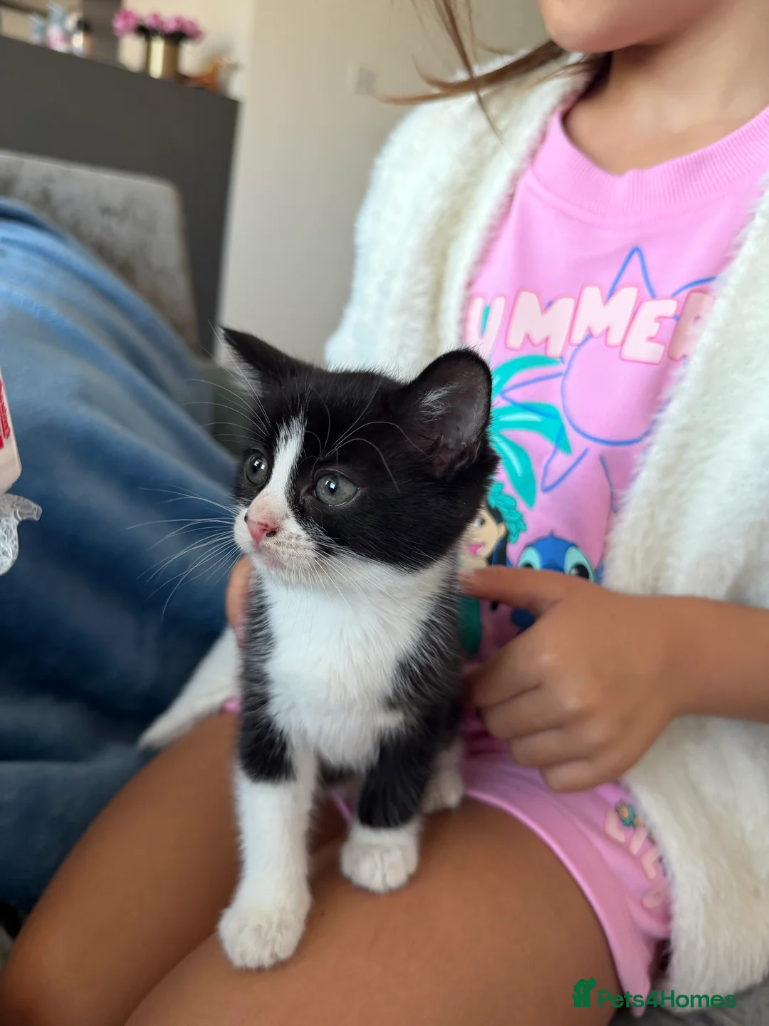 Mixed Breed cats for sale: Gorgeous Kittens Looking for  Homes 🐾 in Feltham - Advert 2