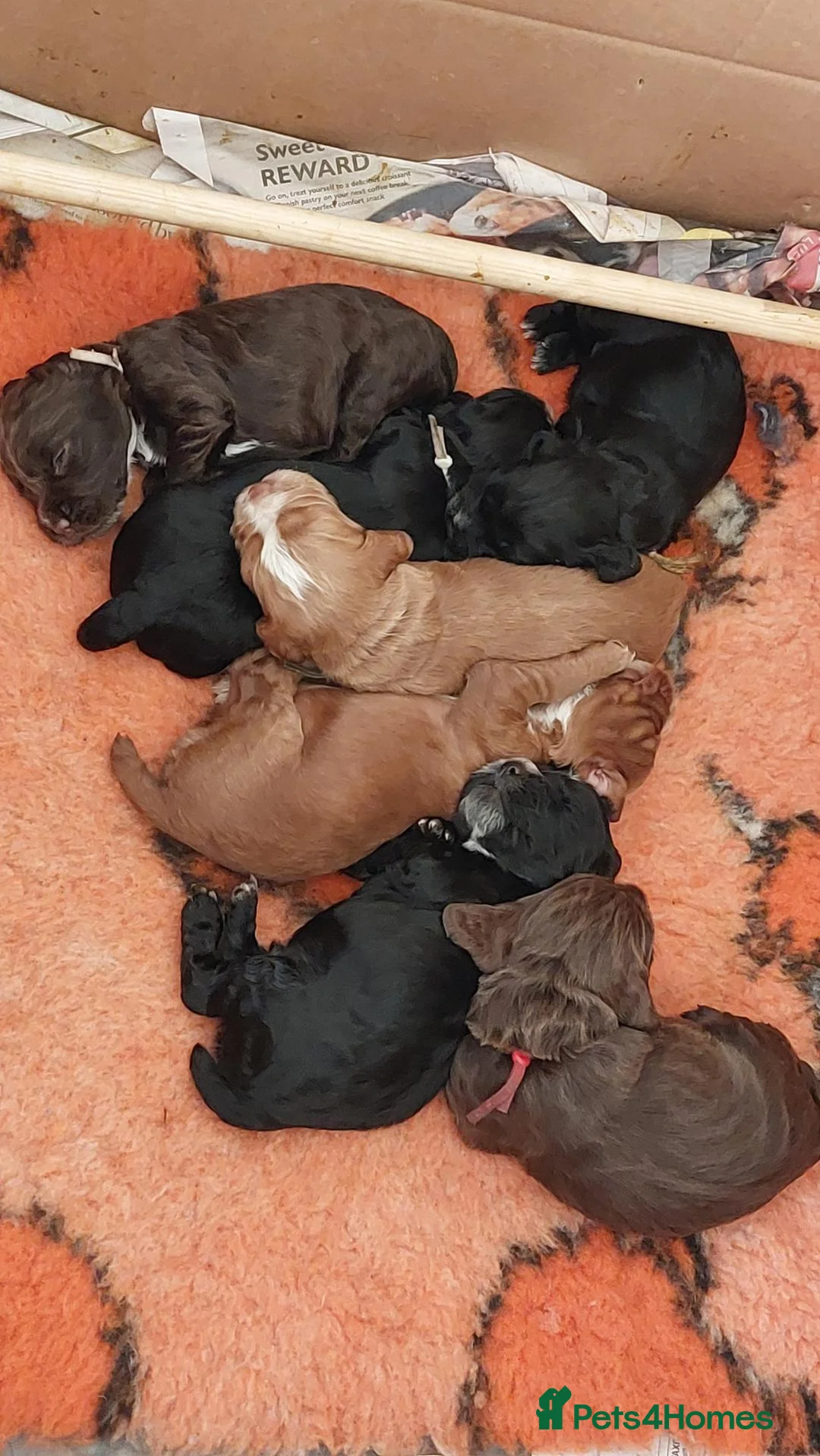 Cocker Spaniel dogs for sale: KC REGISTERED WORKING COCKER SPANIEL PUPPIES 🐶  - Advert 1