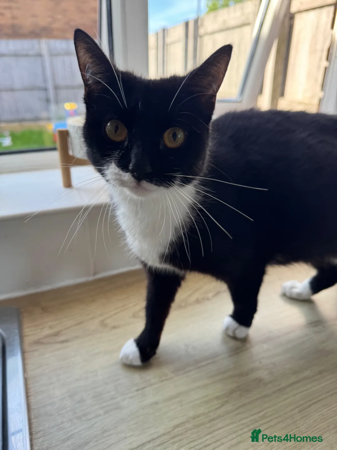 Mixed Breed cats for sale: Mother and 5 kittens  - Advert 2