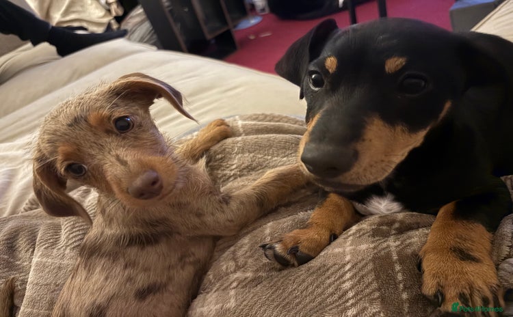 Mixed Breed dogs - Advert 9