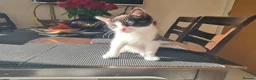 Mixed Breed cats for sale: ***Black and White Male Kitten For Sale*** - Advert 13