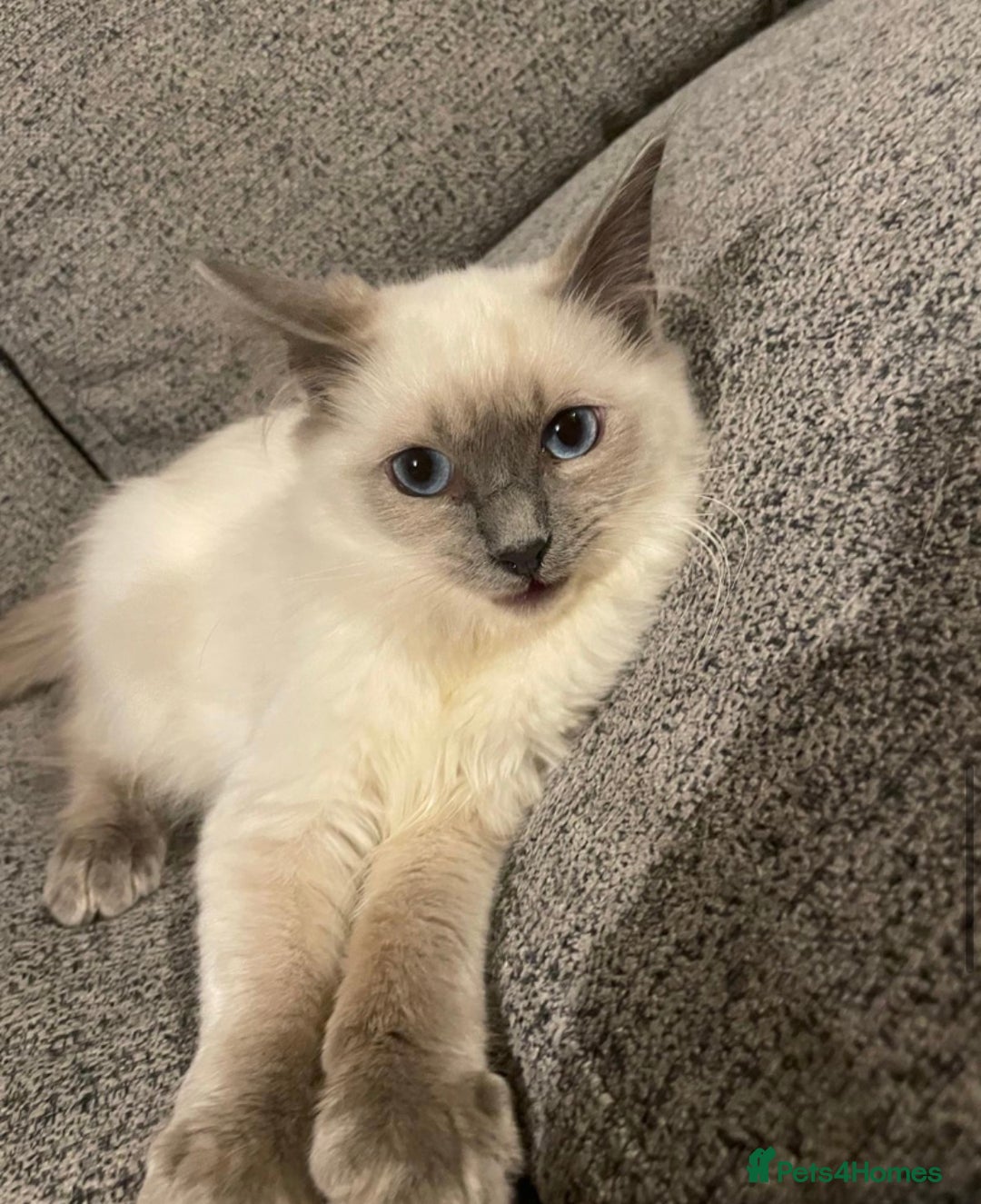 Ragdoll cats for sale: Beautiful GCCF Ragdoll Kittens  - Advert 12