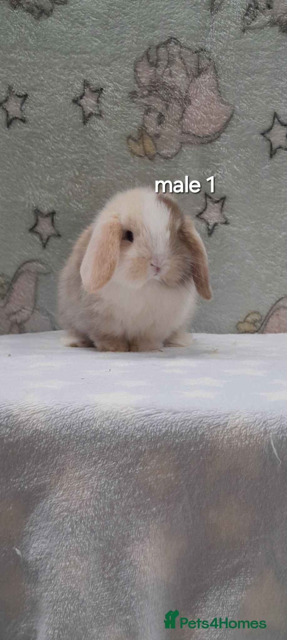 Mini Lop rabbits Beautiful purebred mini lops  - Advert 1