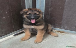 German Shepherd dogs for sale: ⭐️Quality KC Reg Long Coat German Shepherd Pups⭐️  - Image 23