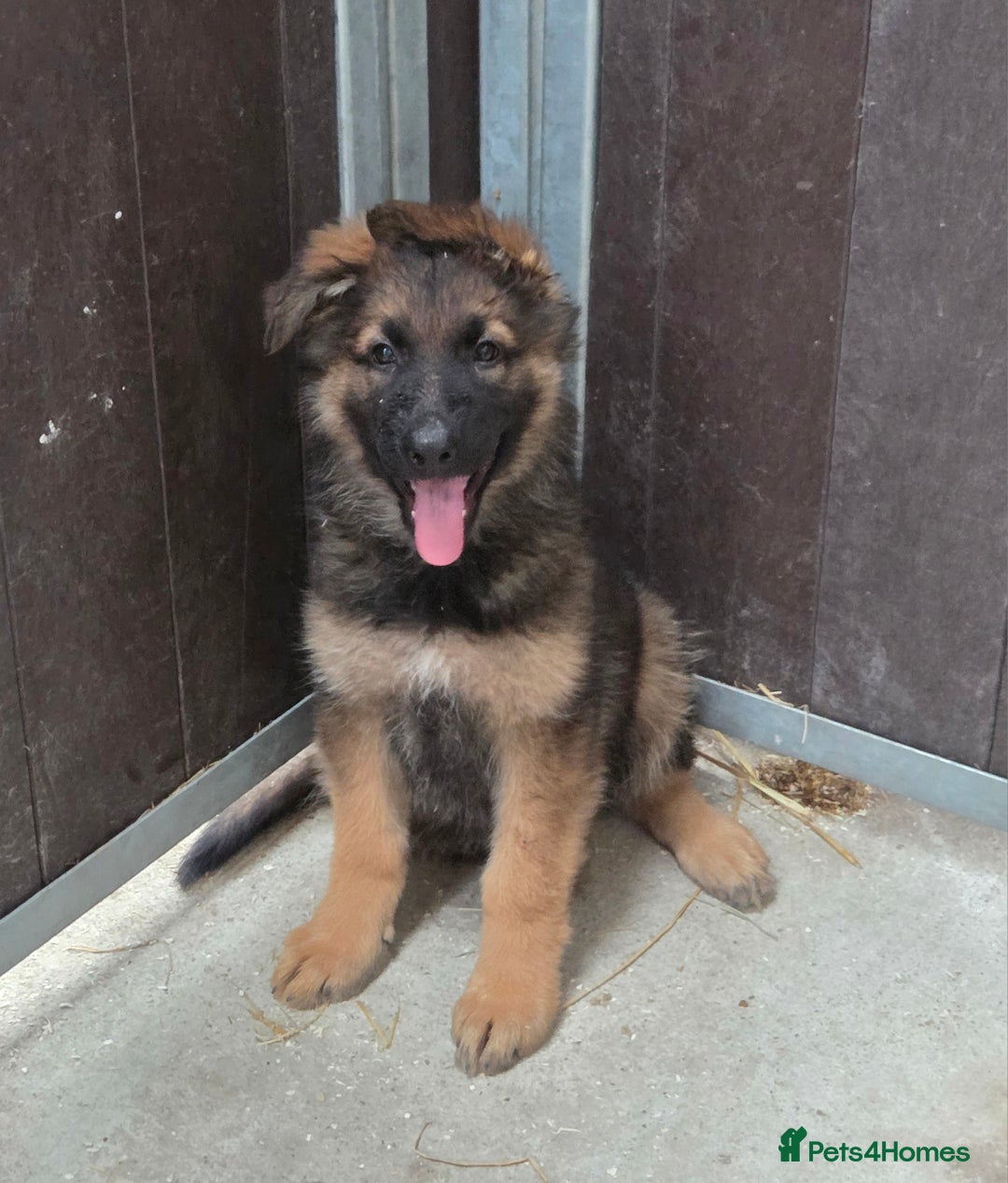 German Shepherd dogs for sale: ⭐️Quality KC Reg Long Coat German Shepherd Pups⭐️  - Image 23