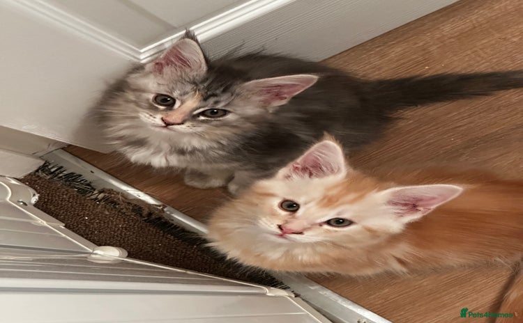 Maine Coon cats - Advert 1