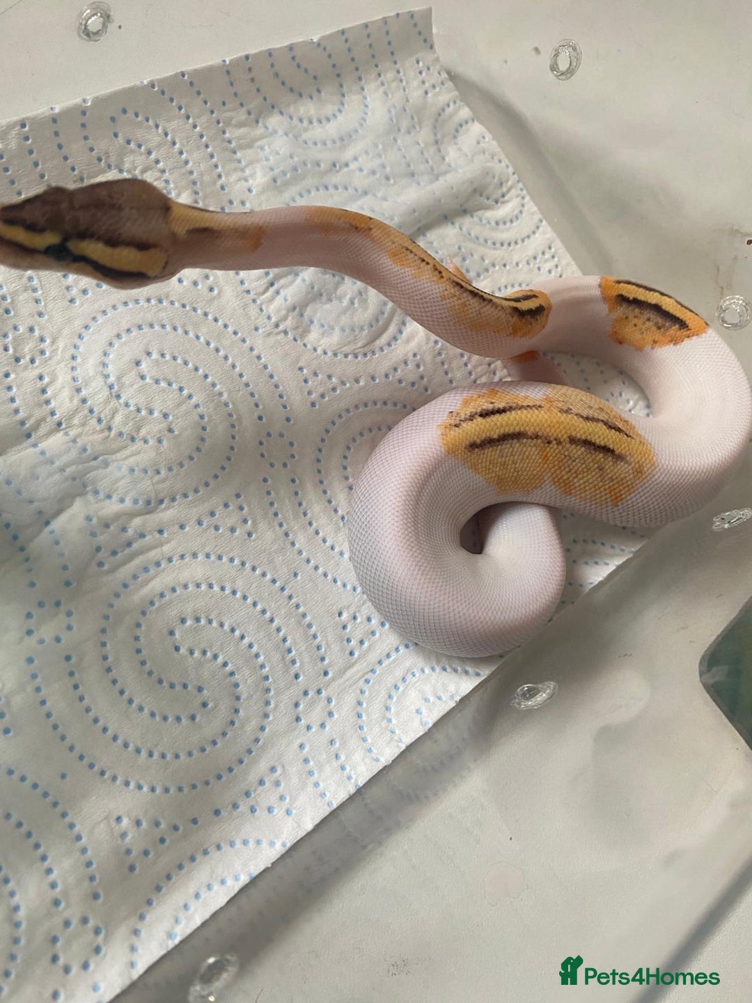 Python Snake reptiles for sale: Cb25 female superfly gene X pied - Advert 5