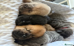 Chow Chow dogs for sale: Quality chow chow pups - Image 4