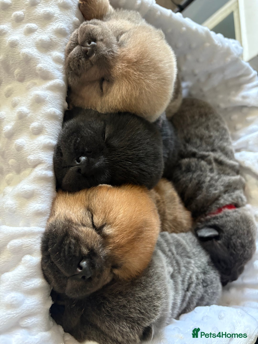 Chow Chow dogs for sale: Quality chow chow pups - Image 4