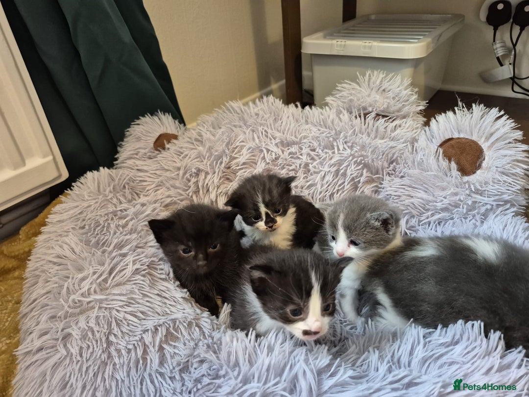 Ragdoll cats for sale: Ragdoll X Kittens  - Image 10