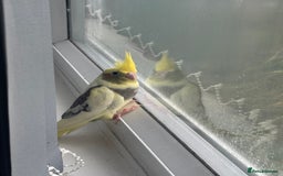 Cockatiels birds for sale: Baby cockatiel - Image 3
