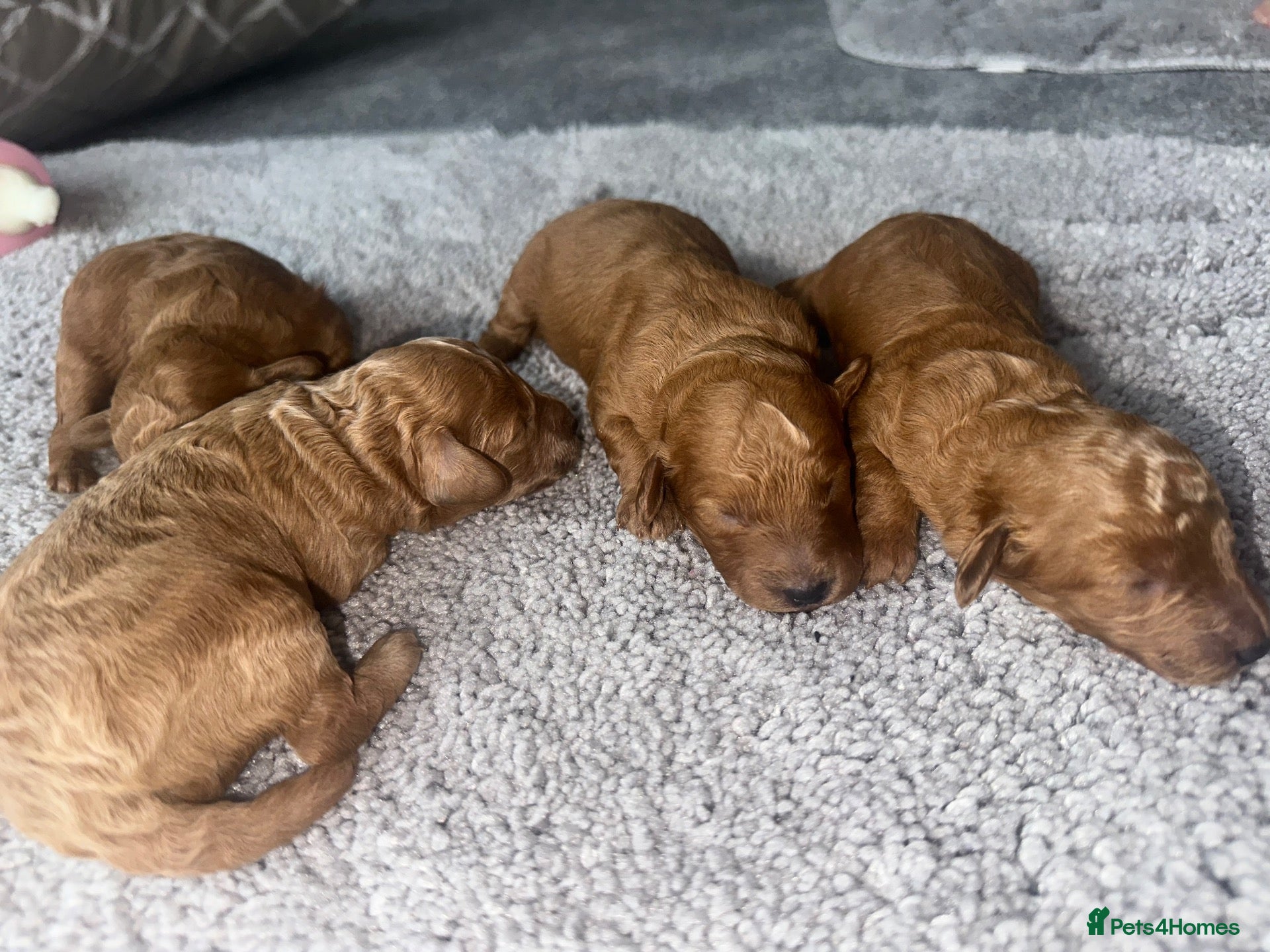 Toy Poodle dogs Toy poodle half Asian  - Advert 2