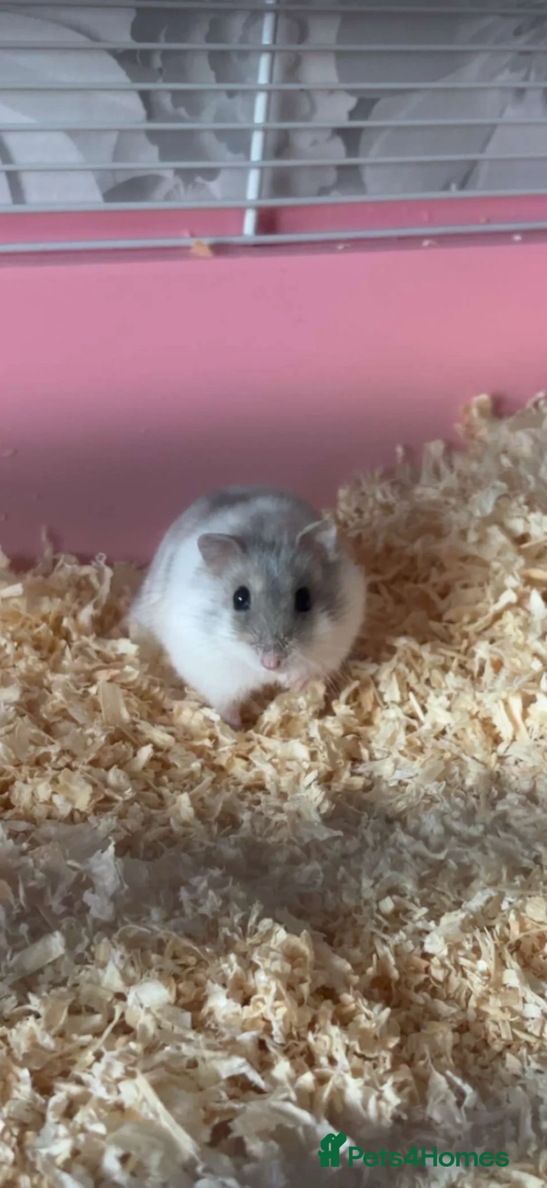 Hamster rodents for sale: Russian dwarf hamster for sale cage&toys included in West Malling - Advert 1